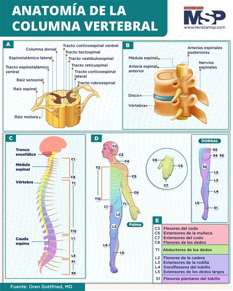 Infografía detallando la anatomía de la columna vertebral y cómo una faja lumbar aumenta la presión intraabdominal para estabilizarla durante el levantamiento de pesas.