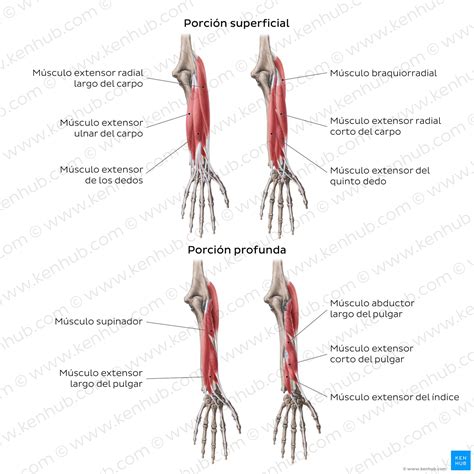 Ilustración anatómica del antebrazo mostrando los músculos flexores, extensores y de pronación/supinación.