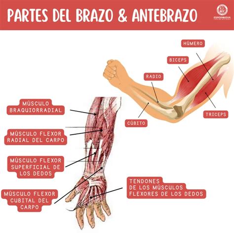 Tabla comparativa de ejercicios de antebrazo, indicando los músculos principales trabajados y la dificultad.