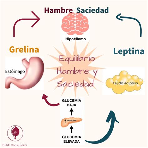 Esquema que ilustra cómo el agua aumenta la saciedad y reduce el apetito.