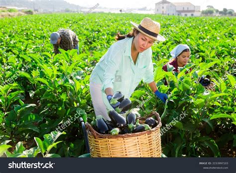 imagen de mujeres trabajando en un huerto productivo