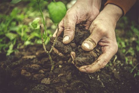imagen de semillas y tierra fértil