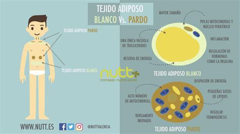Ilustración que compara la distribución y características del tejido adiposo blanco y pardo en el cuerpo humano.