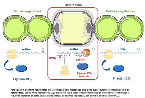 Ilustración esquemática de un heterocisto de cianobacteria, destacando sus paredes celulares gruesas y la ausencia de oxígeno para la fijación de nitrógeno.