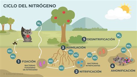 Diagrama de flujo que ilustra las diferentes etapas de la nitrificación y desnitrificación microbiana en el ciclo del nitrógeno.