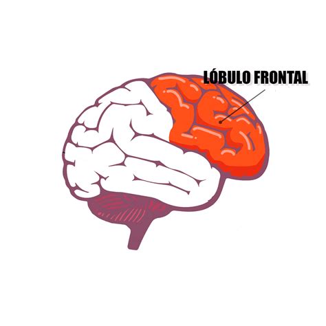 Ilustración esquemática del cerebro humano, señalando el lóbulo frontal y temporal, áreas afectadas por la falta de oxígeno.