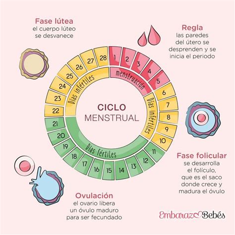 Calendario visual del ciclo menstrual con indicaciones para el entrenamiento deportivo.