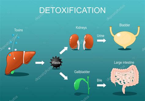 Diagrama mostrando los órganos responsables de la desintoxicación natural del cuerpo (hígado, riñones).