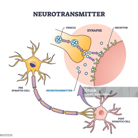 Ilustración mostrando los pasos del 