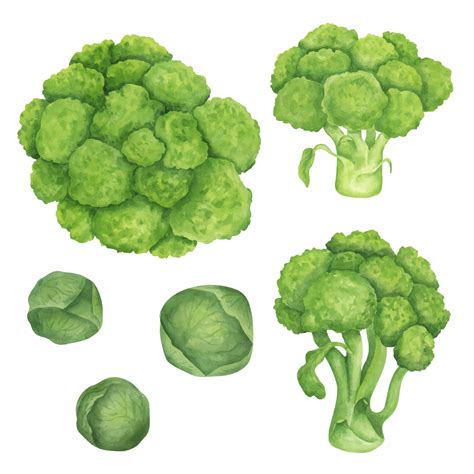 ilustración de coles de Bruselas y brócoli, resaltando sus beneficios para la salud