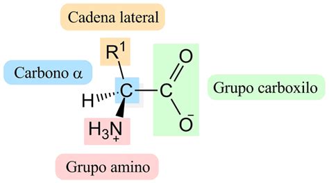 infografía detallando la estructura molecular de los aminoácidos y su relación con las proteínas musculares