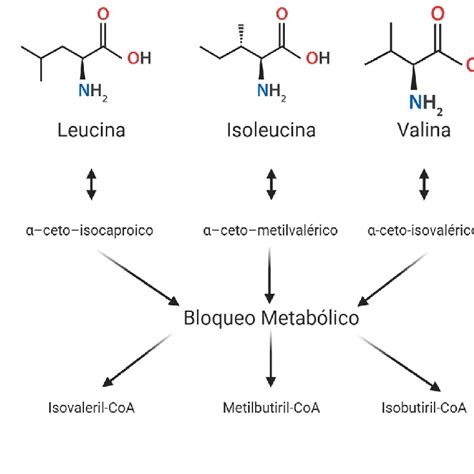 diagrama que ilustra la vía metabólica de los BCAA en el músculo y su papel en la síntesis proteica