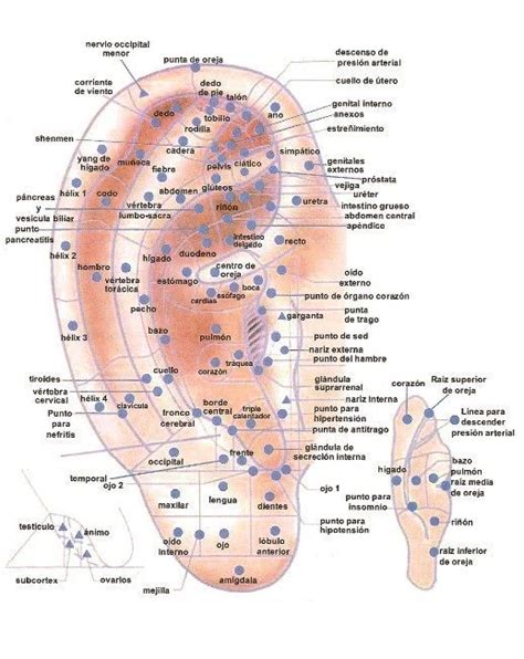 diagrama del pabellón auricular con puntos de auriculoterapia para diversas dolencias