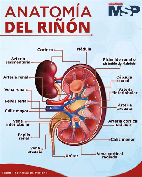 diagrama de un riñón con la corteza sombreada para indicar la zona afectada por necrosis