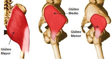 Ilustración anatómica de los músculos glúteos mayor, medio y menor