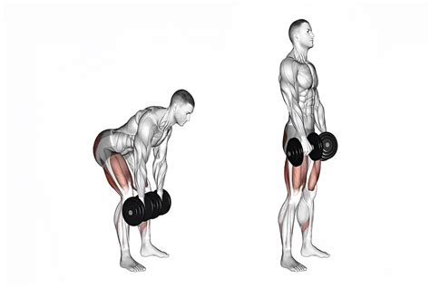 Diagrama mostrando la correcta ejecución de la sentadilla con mancuernas y el peso muerto con mancuernas