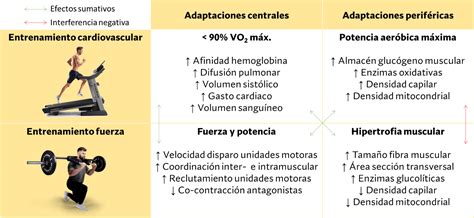 Infografía mostrando la diferencia entre entrenamiento de fuerza, cardio LISS y HIIT, y su impacto en la recuperación y síntesis proteica.