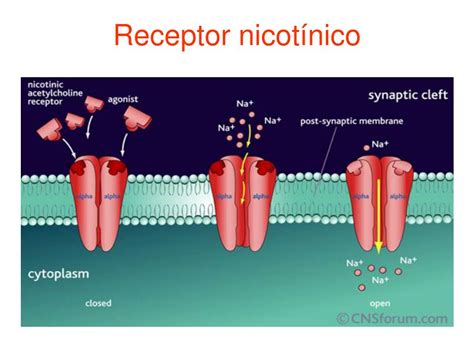 diagrama del receptor nicotínico y su interacción con la nicotina