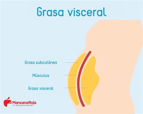 ilustración de la distribución de grasa visceral alrededor de los órganos abdominales