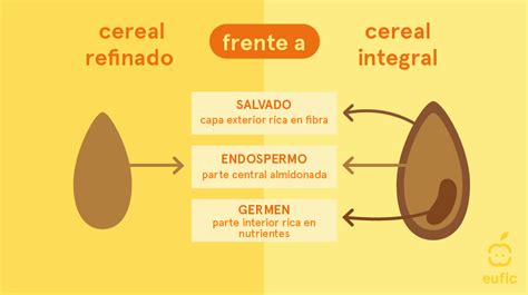 Ilustración de un grano de cereal integral y uno refinado, destacando las diferencias