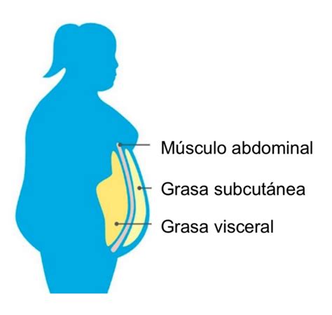 Ilustración anatómica mostrando las áreas del cuerpo donde la grasa se pierde en diferentes etapas.