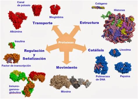 Diagrama ilustrando las diversas funciones de las proteínas en el cuerpo humano: construcción muscular, transporte, sistema inmune y regulación metabólica.