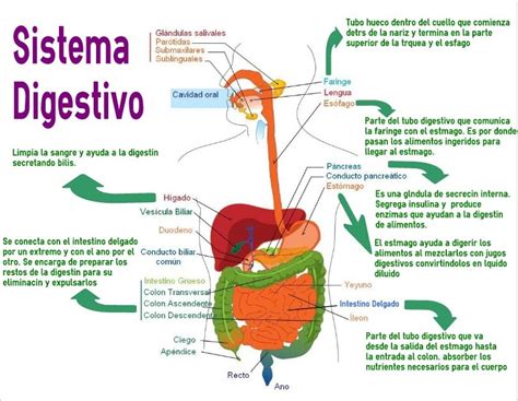 Esquema del proceso digestivo y posibles puntos de obstrucción intestinal.