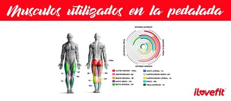 Infografía comparativa de músculos trabajados en bicicleta elíptica y estática
