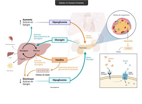 diagrama del ciclo de la glucosa y la insulina en respuesta a la ingesta de alimentos