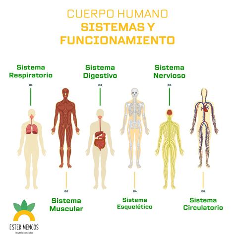 Diagrama que ilustra cómo la obesidad afecta a diferentes sistemas del cuerpo humano.