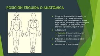 Diagrama que compara la posición reclinada y erguida durante las extensiones de pierna, mostrando la diferencia en el estiramiento del cuádriceps.