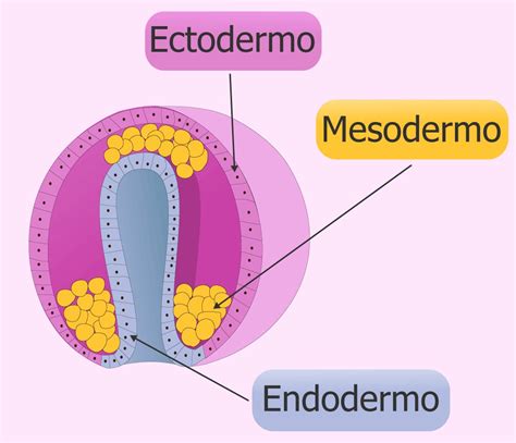 Ilustración esquemática de las tres capas germinales del embrión (ectodermo, mesodermo, endodermo) y su relación con los tipos de cuerpo.