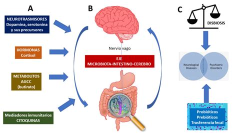 Diagrama mostrando el eje intestino-cerebro y su relación con el apetito y la salud mental.