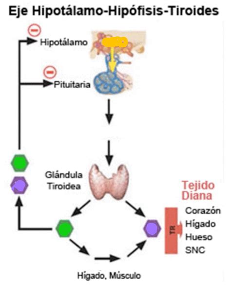 diagrama que ilustra el eje hipotálamo-hipófisis-tiroides y cómo se ve afectado en el hipotiroidismo