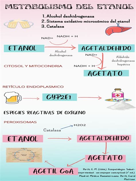 Diagrama simplificado del metabolismo del etanol, mostrando la interrupción de la glucólisis y la priorización del almacenamiento de grasa.