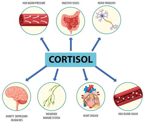Infografía comparando los niveles hormonales (cortisol, GH) y la reposición de glucógeno con y sin consumo de alcohol.