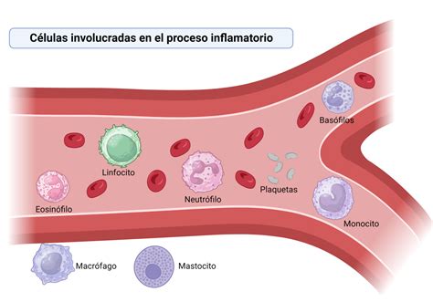 Representación visual del proceso inflamatorio y la reducción de la síntesis proteica tras el consumo de alcohol.