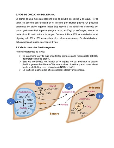 Diagrama que ilustra las principales vías metabólicas del etanol (ADH y MEOS) y sus productos intermedios.