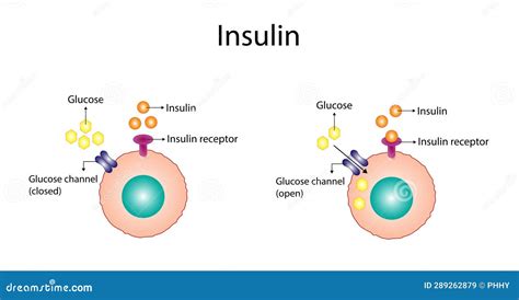 Gráfico ilustrando la relación entre los niveles de insulina, el apetito y la acumulación de grasa