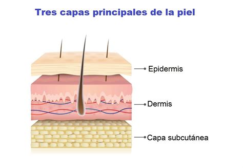 Ilustración de la piel mostrando las capas dérmica y epidérmica, con fibras de colágeno y elastina.