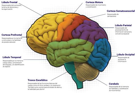 Representación esquemática del cerebro humano con las áreas afectadas por la obesidad resaltadas (núcleo estriado, córtex frontal, temporal, parietal, occipital).