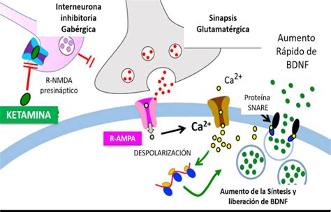 Esquema de la acción del clembuterol en los receptores beta2-adrenérgicos