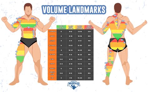 Infografía detallando el volumen de entrenamiento recomendado por grupo muscular.