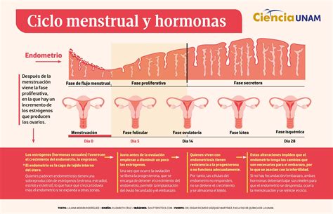 ilustración mostrando los cambios hormonales durante el ciclo menstrual y su relación con la hinchazón