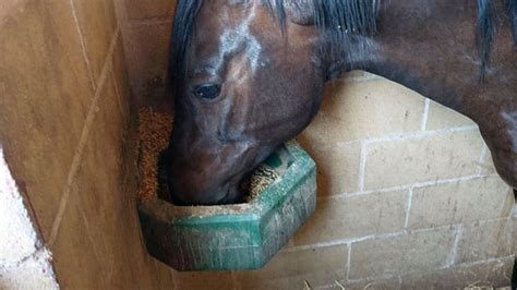 caballo comiendo concentrado