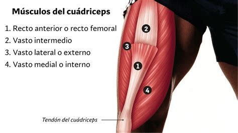 infografía que muestra la anatomía del cuádriceps, destacando el vasto interno