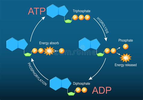 Representación de la molécula de ATP y su rol en las células bacterianas.