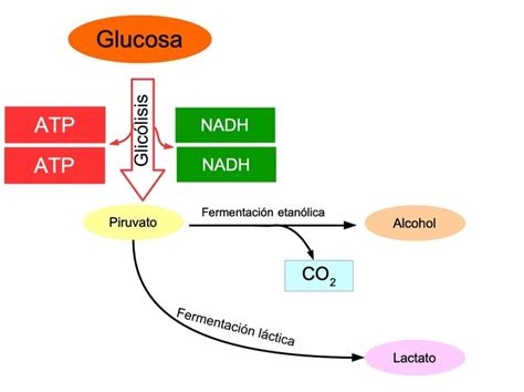 Diagrama comparativo de la producción de energía en respiración aerobia y fermentación.