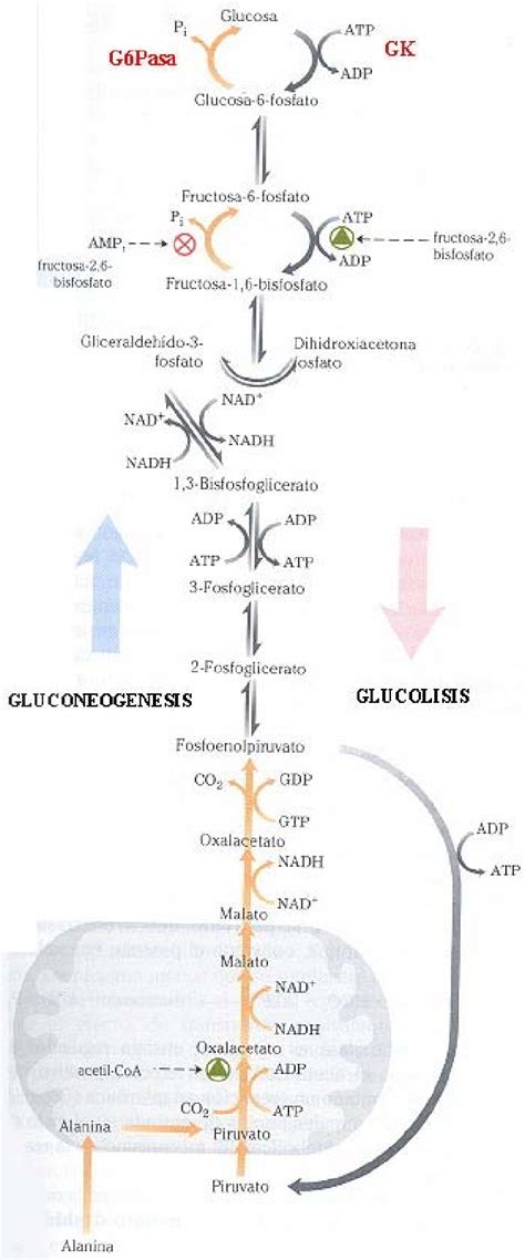 Representación de la vía glucolítica de Embden-Meyerhoff-Parnas.