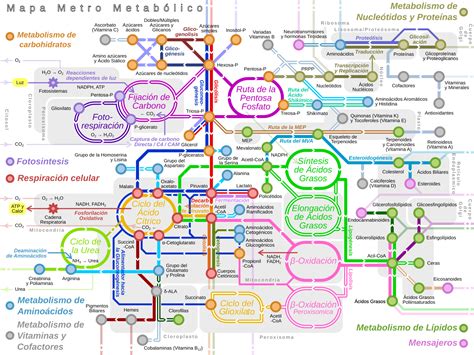 Ilustración esquemática de las diferentes vías metabólicas microbianas, mostrando las fuentes de energía y carbono.